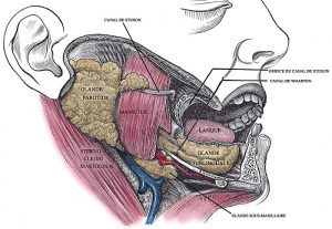 Chirurgie Maxillo-faciale et Stomatologique – Clinique du Louvre